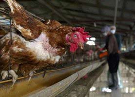 Picture 1 of Not to re-start bird flu