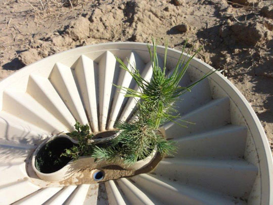 Picture 1 of Nourishing plants without watering