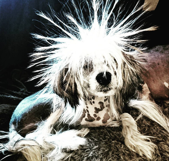 Picture 3 of Now we know why dogs are afraid of thunder