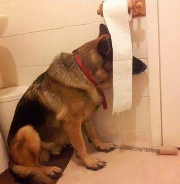 Picture 4 of Now we know why dogs are afraid of thunder