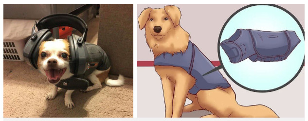 Picture 6 of Now we know why dogs are afraid of thunder