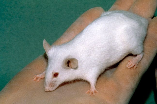 Picture 1 of Nucleotic synthesis has hope in treating cancer