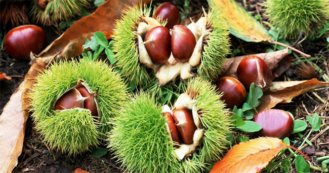 Picture 2 of Nuts are considered 'ginseng' which is effective in preventing cancer, very popular in the winter