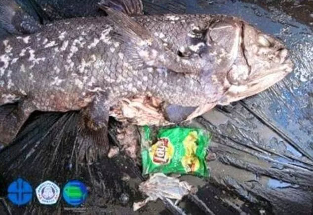 Picture 1 of Nylon bag in the belly of a fish