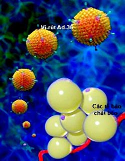 Picture 1 of Obesity virus
