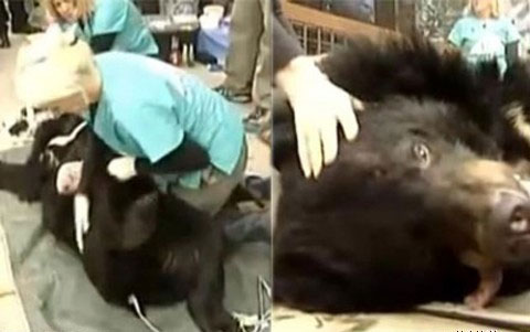 Picture 1 of 'Objection to' sucking honey, killing a mother and killing herself