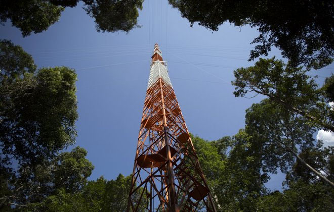 Picture 8 of Observation tower towering in the middle of the Amazon forest