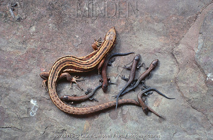 Picture 1 of Observe the extremely rare 'reverse evolution' lizard species in the natural world for the first time