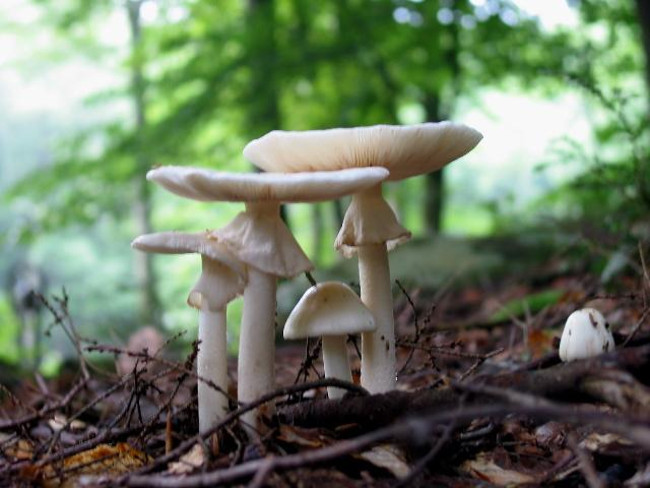 Picture 7 of Observe the species of the