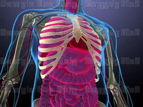 Picture 1 of Observe visceral cells through laser microscopes