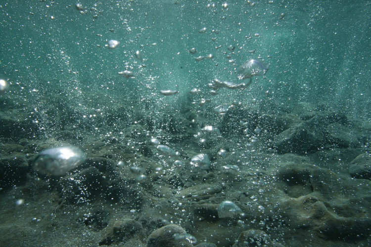 Picture 1 of Ocean acidification threatens all marine life