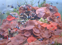 Ocean and new discoveries of medicine images 1