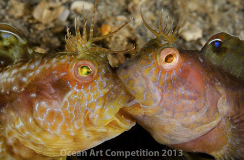 Picture 1 of Ocean colors of 2013