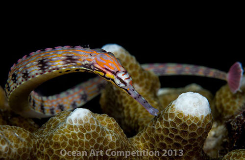 Picture 13 of Ocean colors of 2013