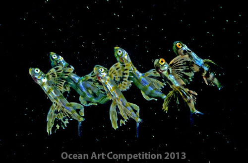 Picture 6 of Ocean colors of 2013