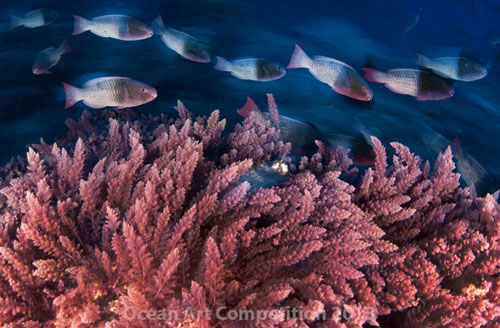 Picture 7 of Ocean colors of 2013
