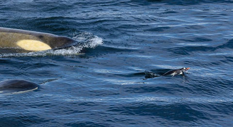 Picture 1 of 'Ocean killer' hunts penguins