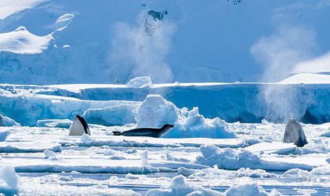 Picture 10 of 'Ocean killer' hunts penguins
