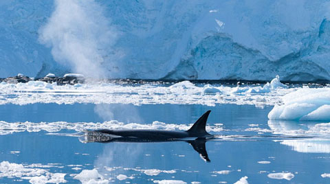Picture 2 of 'Ocean killer' hunts penguins