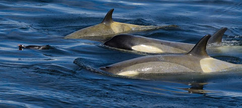 Picture 3 of 'Ocean killer' hunts penguins