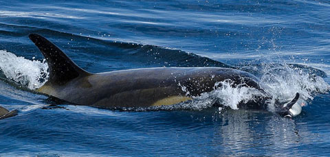 Picture 4 of 'Ocean killer' hunts penguins