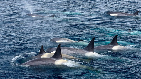 Picture 5 of 'Ocean killer' hunts penguins