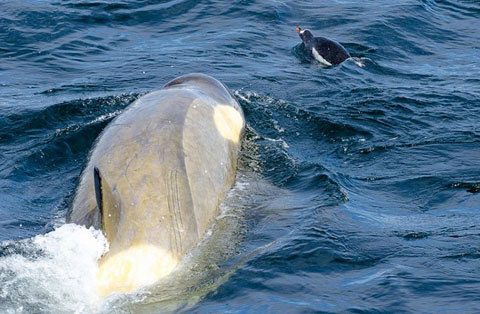 Picture 6 of 'Ocean killer' hunts penguins