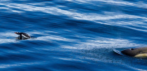 Picture 7 of 'Ocean killer' hunts penguins