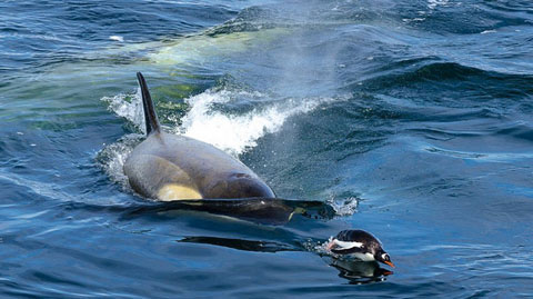 Picture 8 of 'Ocean killer' hunts penguins