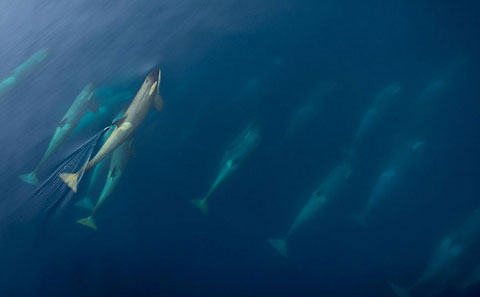 Picture 9 of 'Ocean killer' hunts penguins
