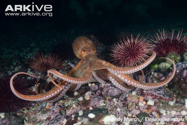 Picture 1 of Octopus can tear up ... sharks