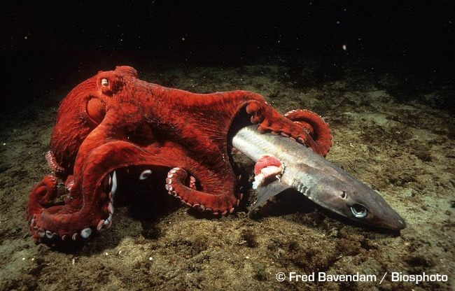 Picture 3 of Octopus can tear up ... sharks