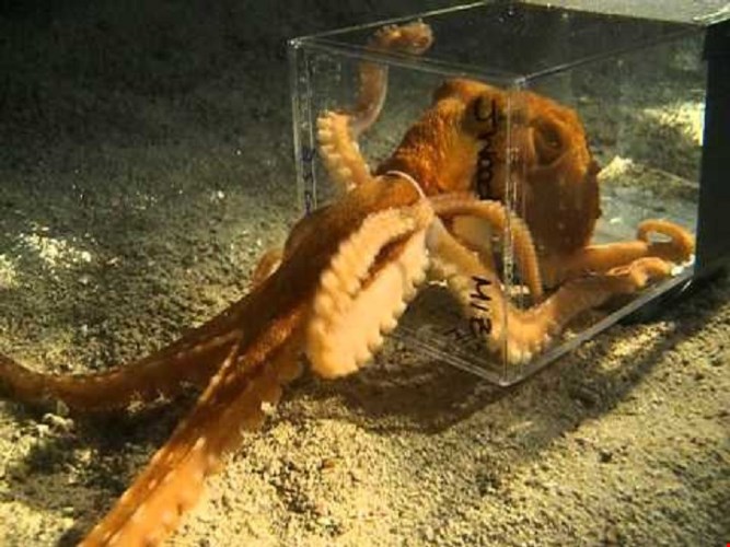 Picture 4 of Octopus can tear up ... sharks