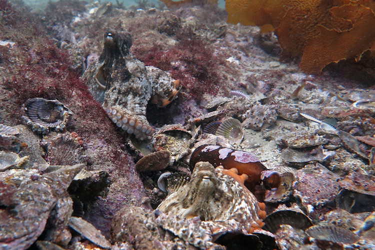 'Octopus city' under the sea floor of Australia images 1