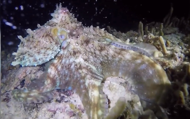 Picture 1 of Octopus flashes like colored lights on the sea floor