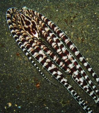 Picture 2 of Octopus 'impersonates' flatfish to survive