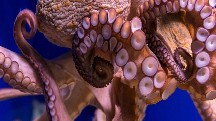 Picture 1 of Octopus - one of the smart species does not use the brain