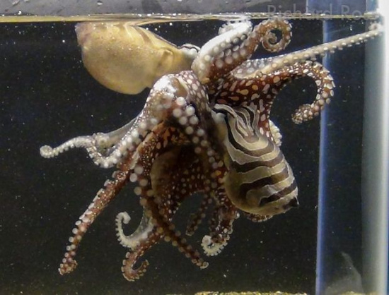Picture 1 of Octopus species have an odd sex life