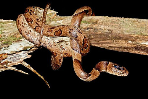 Picture 1 of Odd creatures in the Ecuadorian rainforest
