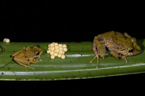 Picture 2 of Odd creatures in the Ecuadorian rainforest