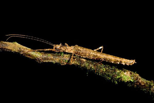 Picture 3 of Odd creatures in the Ecuadorian rainforest
