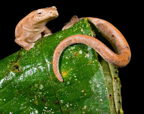 Picture 5 of Odd creatures in the Ecuadorian rainforest