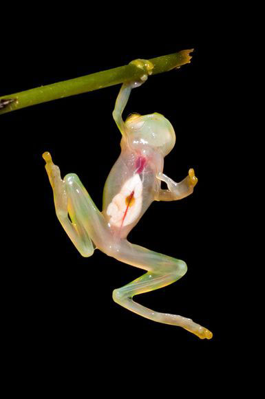 Picture 6 of Odd creatures in the Ecuadorian rainforest