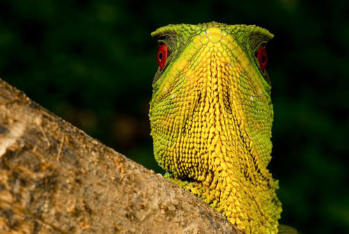 Picture 7 of Odd creatures in the Ecuadorian rainforest