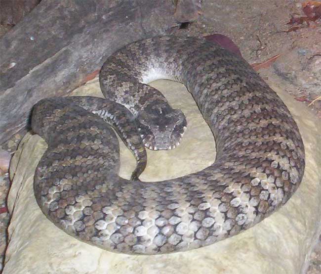 Picture 1 of Oddly, the poisonous snakes lie only as bait