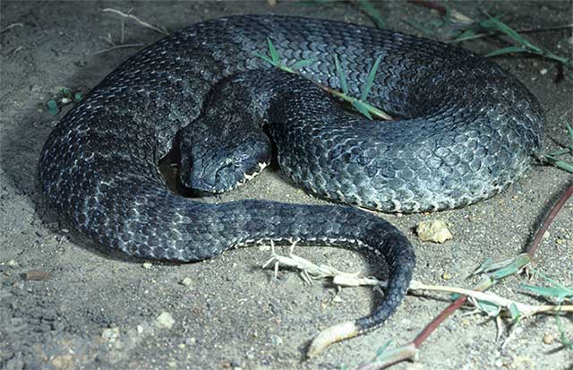 Picture 2 of Oddly, the poisonous snakes lie only as bait