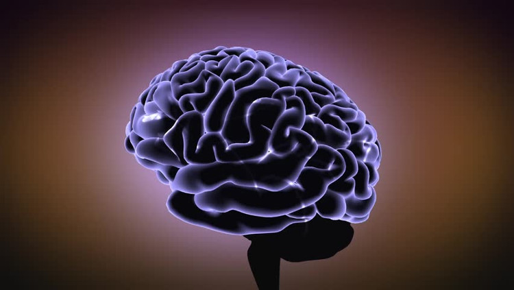 Picture 1 of Oestrogen makes the female brain bigger?