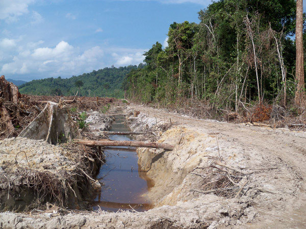 Picture 1 of Oil palm plantations pose a threat to water quality