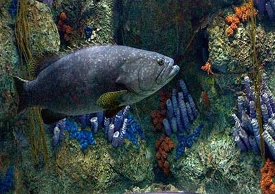 Picture 1 of Oil pollution: disturbance of living activities in the ecosystem