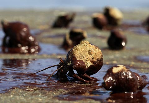 Picture 6 of Oil spill in America